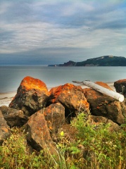 algues oranges sur les rochers